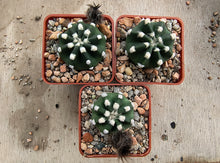 Echinopsis subdenudata