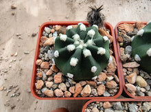 Echinopsis subdenudata