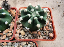 Echinopsis subdenudata