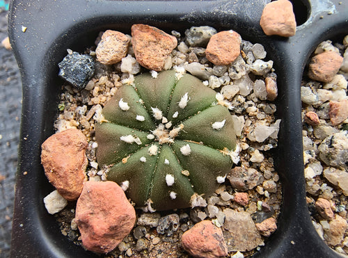 Astrophytum asterias superkabuto hybrids