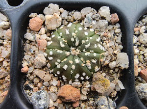 Astrophytum asterias superkabuto hybrids