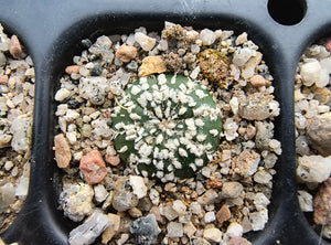 Astrophytum asterias superkabuto hybrids