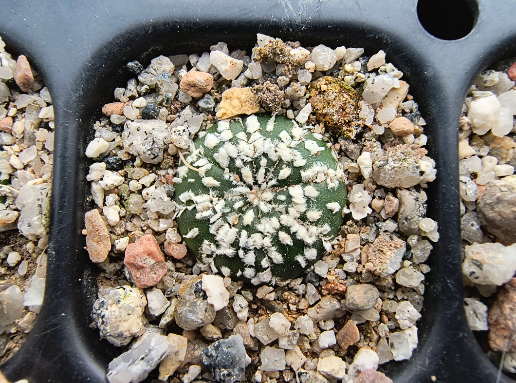 Astrophytum asterias superkabuto hybrids