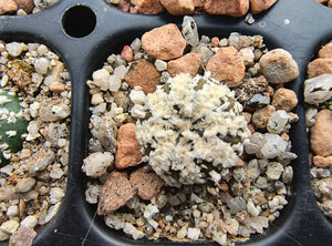 Astrophytum asterias superkabuto hybrids