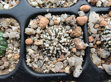 Astrophytum asterias superkabuto hybrids