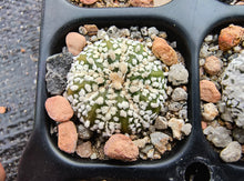 Astrophytum asterias superkabuto hybrids