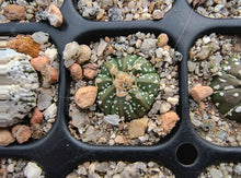 Astrophytum asterias superkabuto hybrids