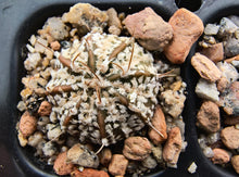 Astrophytum asterias superkabuto hybrids