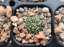 Astrophytum asterias superkabuto hybrids
