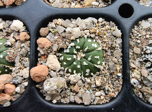 Astrophytum asterias superkabuto hybrids