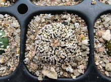 Astrophytum asterias superkabuto hybrids