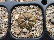 Astrophytum asterias superkabuto hybrids