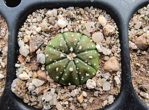 Astrophytum asterias superkabuto hybrids