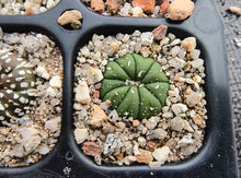 Astrophytum asterias superkabuto hybrids