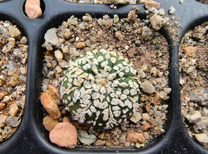 Astrophytum asterias superkabuto hybrids