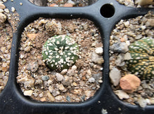 Astrophytum asterias superkabuto hybrids