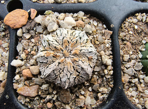 Astrophytum asterias superkabuto hybrids