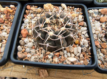 Gymnocalycium asterium FB401