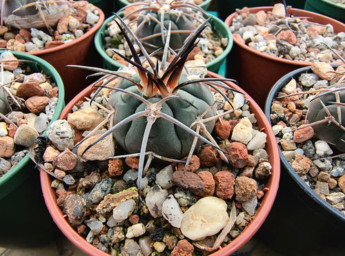 Gymnocalycium spegazzinii AVF