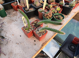 Cleistocactus baumannii VoS 2883