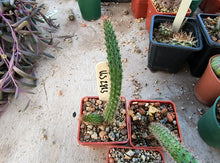 Cleistocactus baumannii VoS 2883