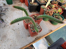 Cleistocactus baumannii VoS 2883