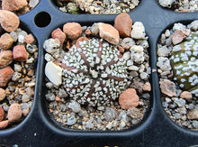 Astrophytum asterias superkabuto hybrids