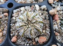 Astrophytum asterias superkabuto hybrids