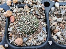 Astrophytum asterias superkabuto hybrids