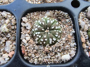 Astrophytum asterias superkabuto hybrids