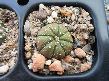 Astrophytum asterias superkabuto hybrids