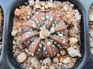 Astrophytum asterias superkabuto hybrids