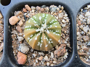 Astrophytum asterias superkabuto hybrids