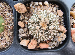 Astrophytum asterias superkabuto hybrids