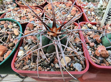 Gymnocalycium cardenasianum