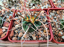 Gymnocalycium cardenasianum