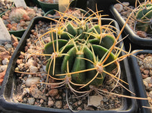 Lobivia tegeleriana var. plominiana