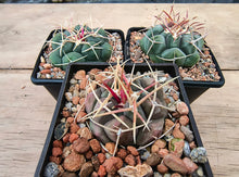 Thelocactus hexaedrophorus large