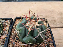 Thelocactus hexaedrophorus large