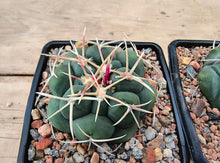 Thelocactus hexaedrophorus large