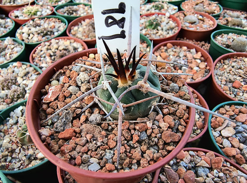 Gymnocalycium cardenasianum VoS1989