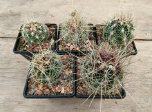 Thelocactus bicolor large