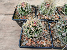 Thelocactus bicolor large