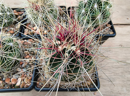 Thelocactus bicolor large