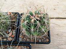Thelocactus bicolor large