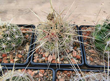 Thelocactus bicolor large