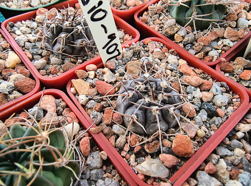 Gymnocalycium berchtii VoS 902