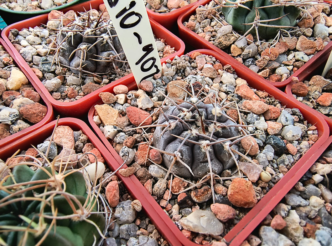 Gymnocalycium berchtii VoS 902