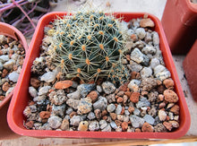 Mediolobivia nigricans var. carmeniana WR 690