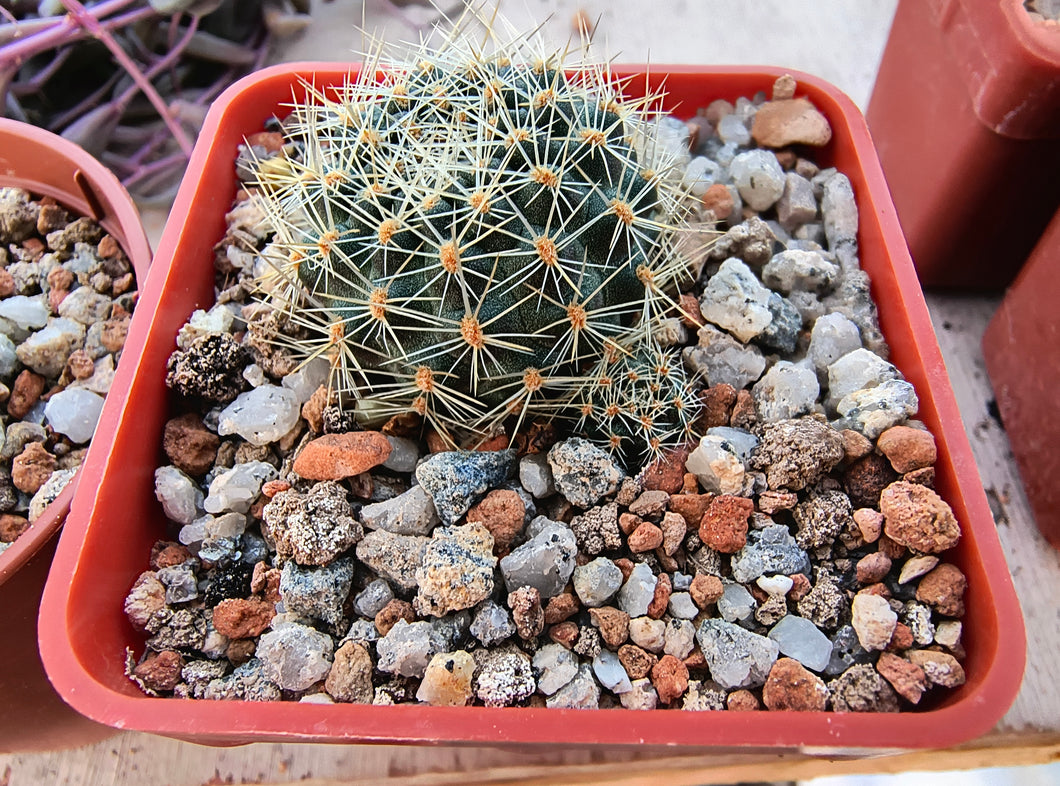 Mediolobivia nigricans var. carmeniana WR 690